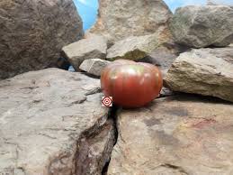 Afbeeldingsresultaat voor carbon tomato