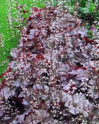 Image result for HEUCHERA americana 'Palace Purple Auslese'
