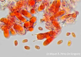 Attēlu rezultāti vaicājumam “Junghuhnia nitida”