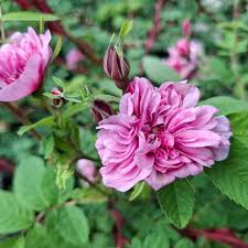 Attēlu rezultāti vaicājumam “Rosa majalis”