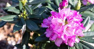 Attēlu rezultāti vaicājumam “rhododendron”