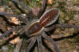Attēlu rezultāti vaicājumam “Dolomedes fimbriatus”