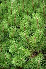 Attēlu rezultāti vaicājumam “Pinus mugo fruit”