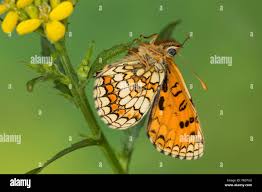 Attēlu rezultāti vaicājumam “Mellicta athalia”