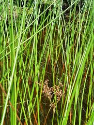 Attēlu rezultāti vaicājumam “Juncus stygius”