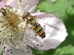 Attēlu rezultāti vaicājumam “Episyrphus balteatus”