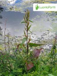 Attēlu rezultāti vaicājumam “Rumex aquaticus bud”