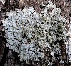 Attēlu rezultāti vaicājumam “Plectocarpon lichenum”