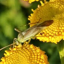 Attēlu rezultāti vaicājumam “Adelphocoris lineolatus imago”