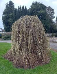 Attēlu rezultāti vaicājumam “Salix caprea”