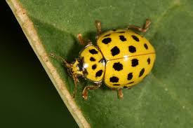 Attēlu rezultāti vaicājumam “Psyllobora vigintiduopunctata”