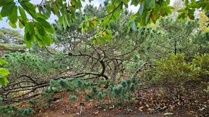 Attēlu rezultāti vaicājumam “Pinus pumila”