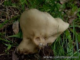 Attēlu rezultāti vaicājumam “Disciotis venosa”