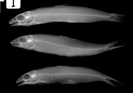 Image result for Albula glossodonta