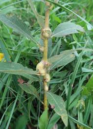 Attēlu rezultāti vaicājumam “Rabdophaga salicis”