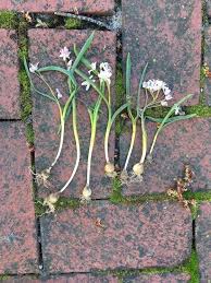 Attēlu rezultāti vaicājumam “Scilla siberica bud”