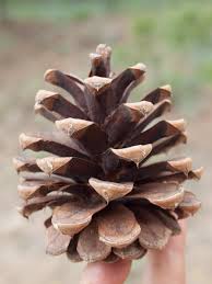 Attēlu rezultāti vaicājumam “Pinus ponderosa”