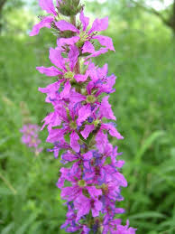 Image result for Blutweiderich