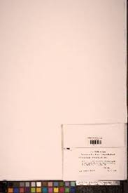 Attēlu rezultāti vaicājumam “Orthotrichum, Nyholmiella”