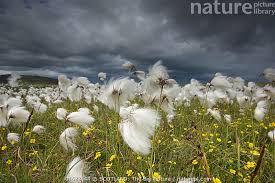Attēlu rezultāti vaicājumam “Eriophorum angustifolium flower”