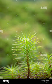 Attēlu rezultāti vaicājumam “Polytrichum strictum”