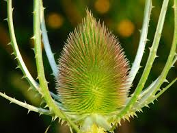 Attēlu rezultāti vaicājumam “Dipsacus fullonum fruit”