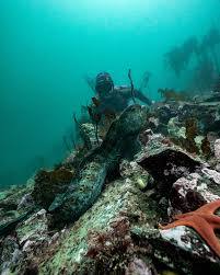 Image result for Breakwater Divers