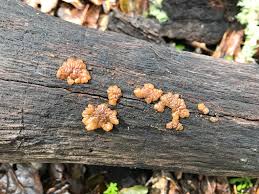 Attēlu rezultāti vaicājumam “Myxarium nucleatum”