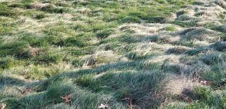 Attēlu rezultāti vaicājumam “Carex loliacea leaf”