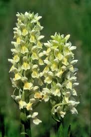 Attēlu rezultāti vaicājumam “Dactylorhiza ochroleuca leaf”