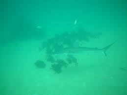 Image result for Carcharhinus obscurus