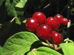 Attēlu rezultāti vaicājumam “Lonicera xylosteum fruit”