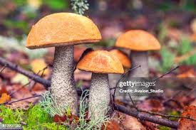 Attēlu rezultāti vaicājumam “Leccinum aurantiacum”