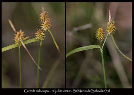 Attēlu rezultāti vaicājumam “Carex lepidocarpa fruit”