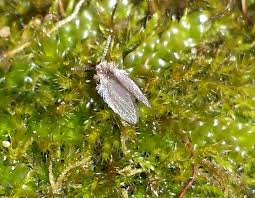 Attēlu rezultāti vaicājumam “Phalonidea permixtana”