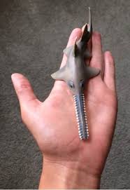 Image result for Pristis pectinata