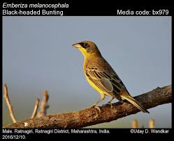 Image result for Emberiza melanocephala