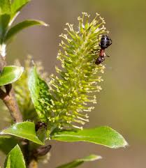 Attēlu rezultāti vaicājumam “Salix myrsinifolia”