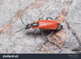 Attēlu rezultāti vaicājumam “Malachidae”