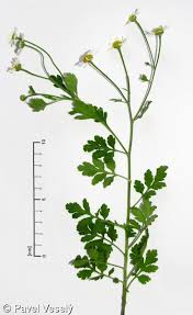 Image result for Tanacetum parthenium