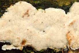 Attēlu rezultāti vaicājumam “Physisporinus sanguinolentus”