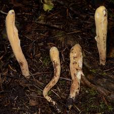 Attēlu rezultāti vaicājumam “Clavariadelphus pistillaris”