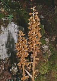 Attēlu rezultāti vaicājumam “Neottia nidus-avis flower”