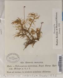 Attēlu rezultāti vaicājumam “Hylocomiastrum umbratum”