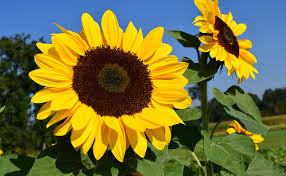 Résultat de recherche d'images pour "tournesol"