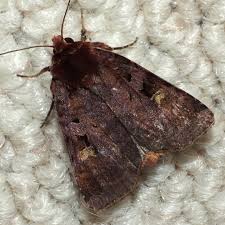 Attēlu rezultāti vaicājumam “Diarsia brunnea”