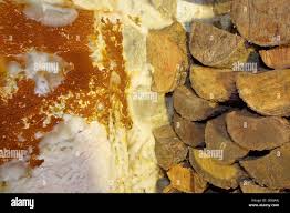 Attēlu rezultāti vaicājumam “Coniophora puteana”