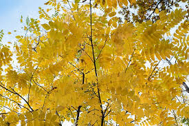 Attēlu rezultāti vaicājumam “Juglans cinerea leaf”