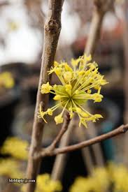 Attēlu rezultāti vaicājumam “Cornus mas flower”