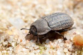 Attēlu rezultāti vaicājumam “Opatrum sabulosum”